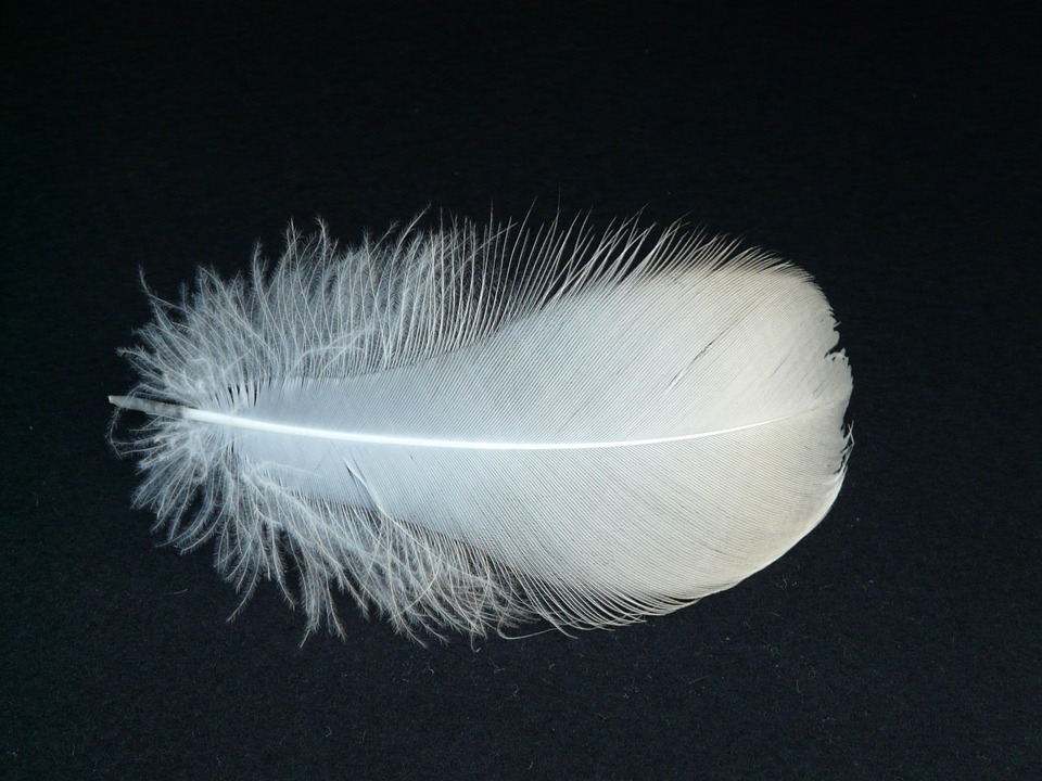 down_feather