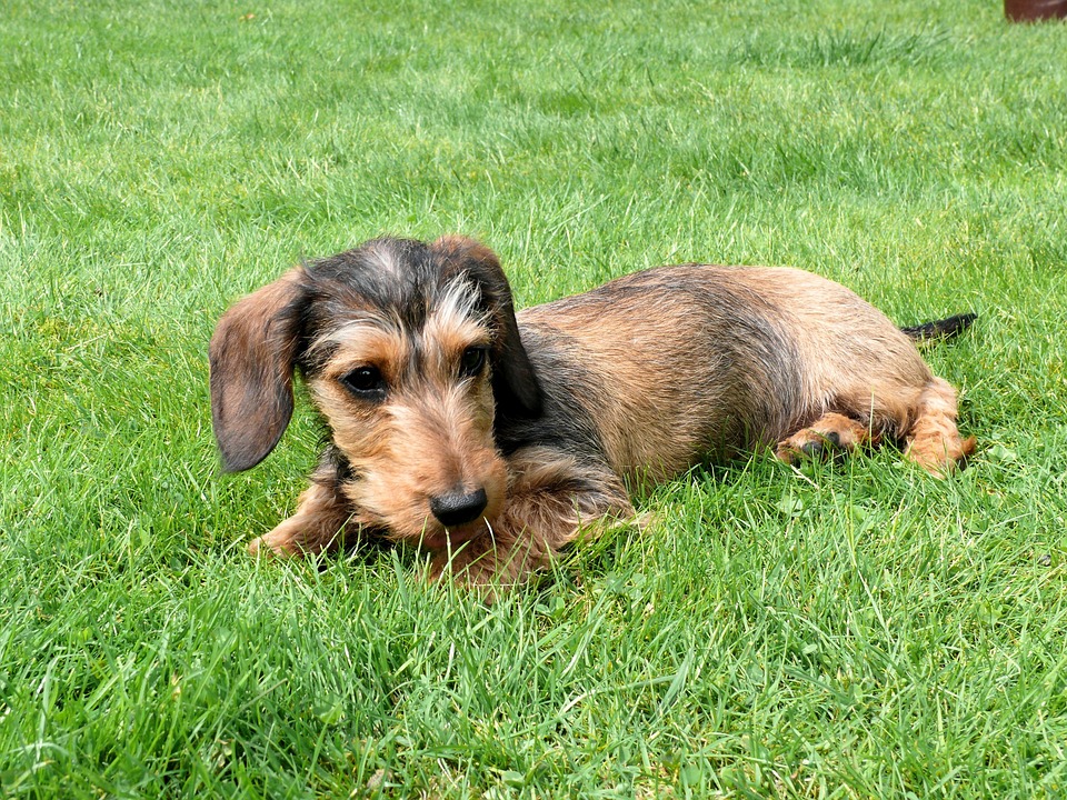 miniature-dachshund
