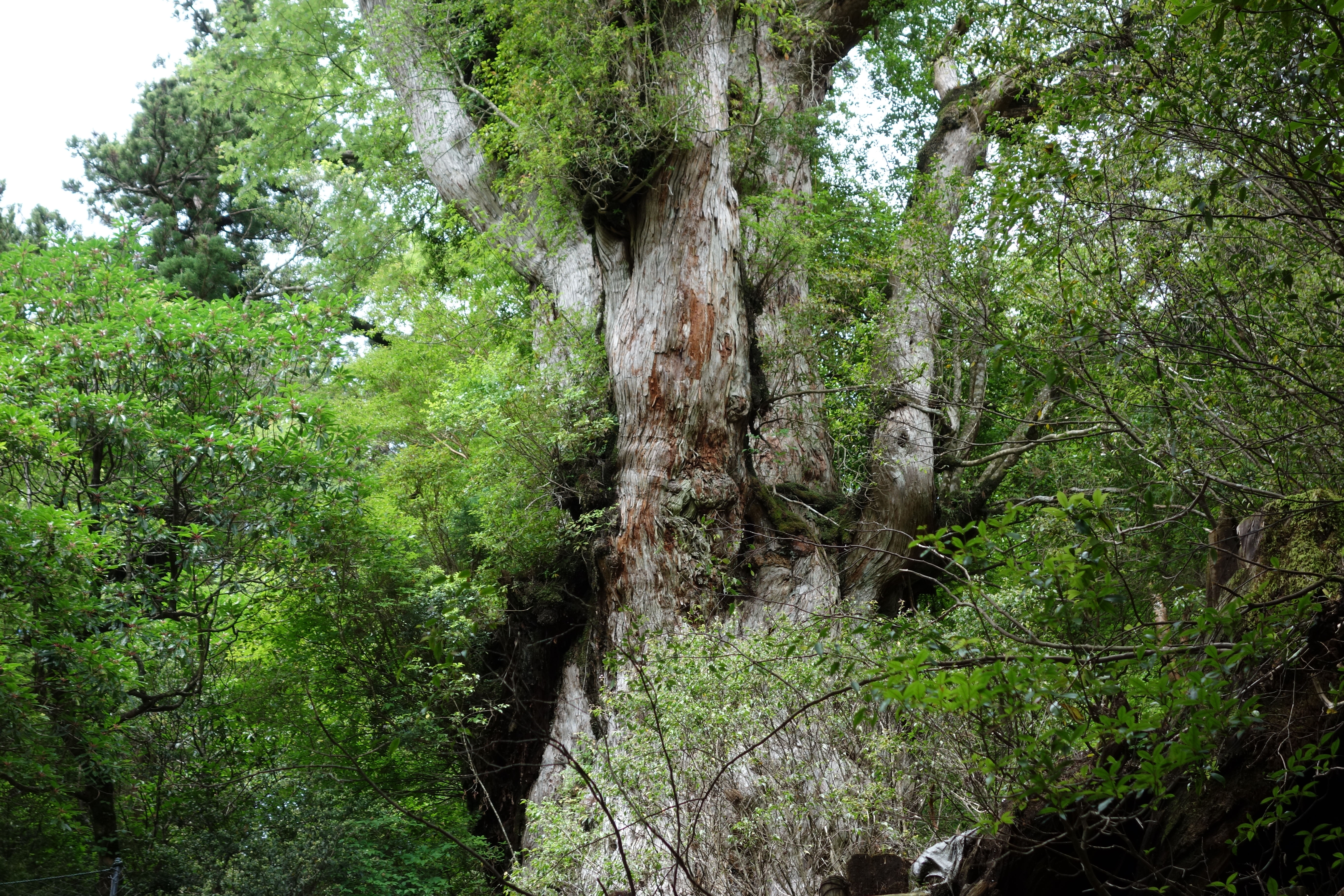 屋久島縄文杉は世界で何番目の樹齢か | 流転三昧
