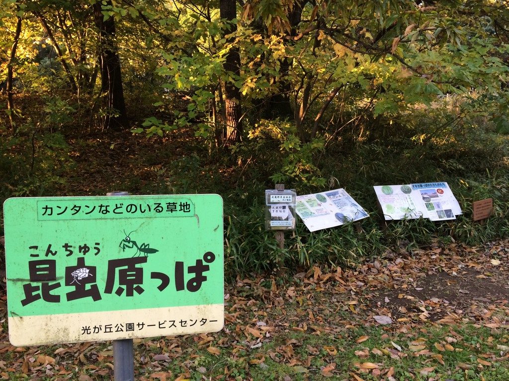 公園徹底攻略 光が丘公園 イチョウ並木は東京の歴史の一端 流転三昧